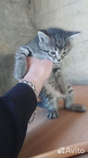 Отдам котят в добрые руки