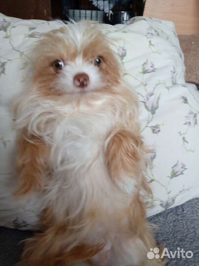 Маленькая собака