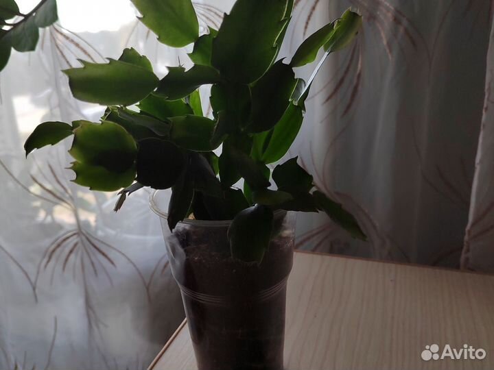 Декабрист шлюмбергера сортовые