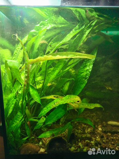 Растение аквариумное