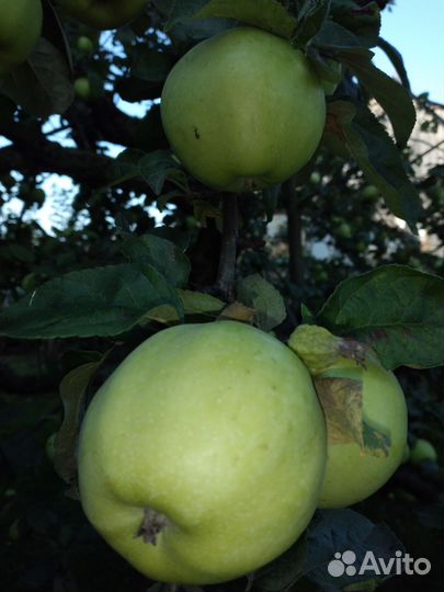 Яблоки Антоновка