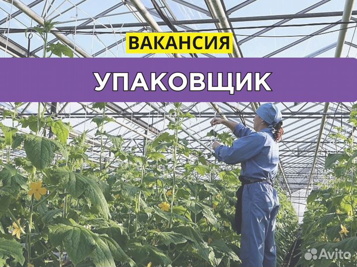 Упаковщик в теплицу