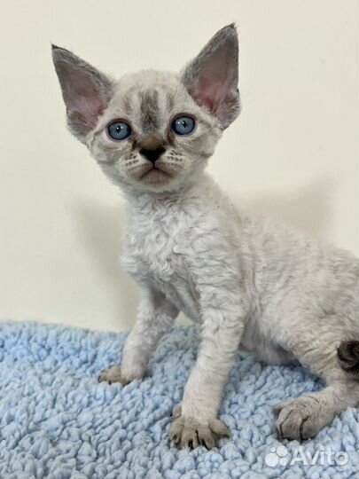 Девон-рекс голубоглазые котята