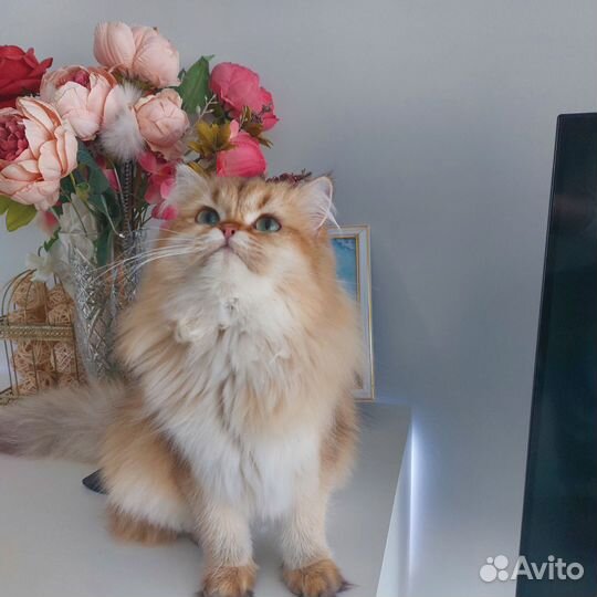 Британская кошка