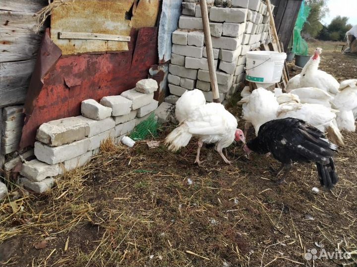 Индюки индюшата подрощенные в Липецкой области