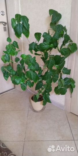 Гибискус китайская роза 10 лет