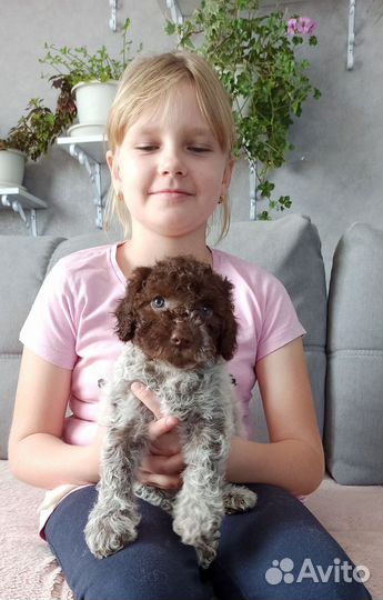 Лаготто романьоло