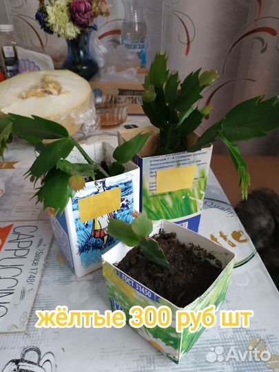 Молодые декабристы