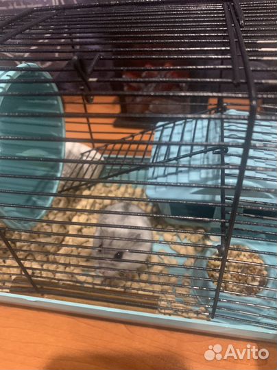 Джунгарский хомяк бесплатно с клеткой