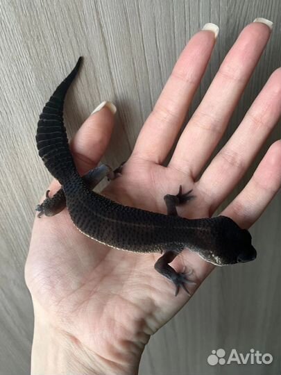 Эублефары Black Night