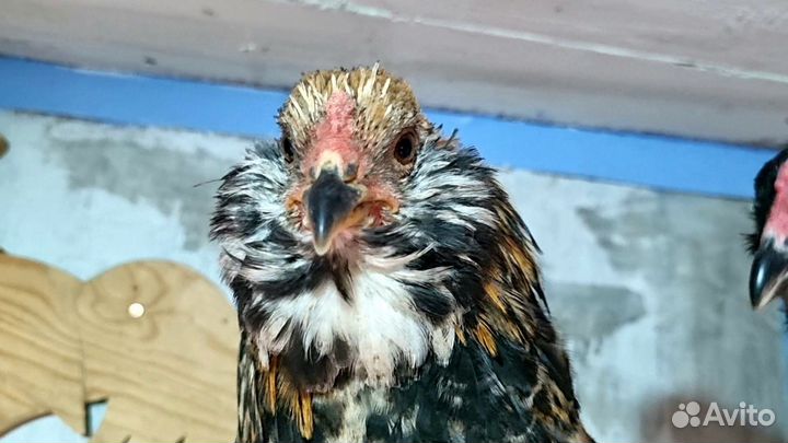 Петушки Амераукана