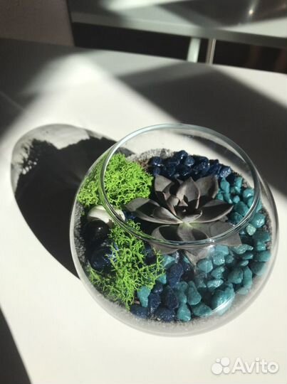 Флорариум суккуленты цветы