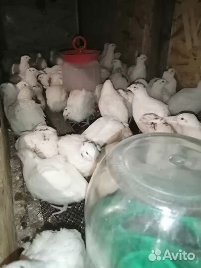 Перепела Техасские утяжеленные, разведение и мясо