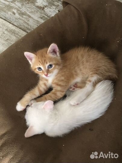 Кошки бесплатно