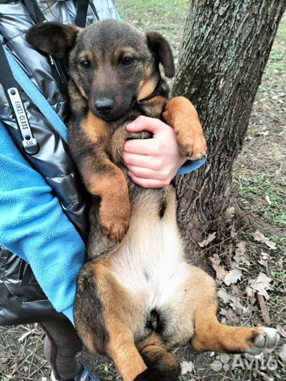 Собака в добрые руки девочка