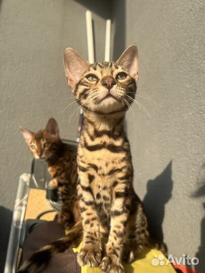 Бенгальские котята