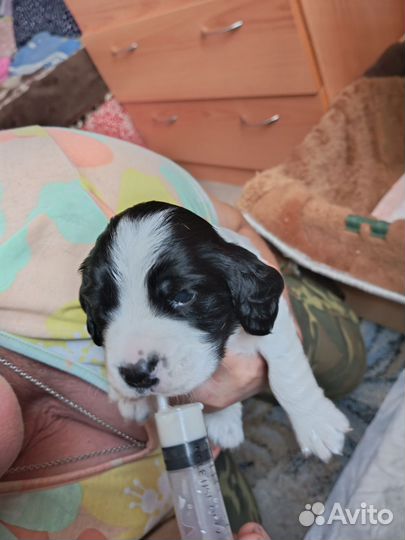 Русский охотничий спаниель щенки