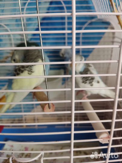 Волнистый попугай