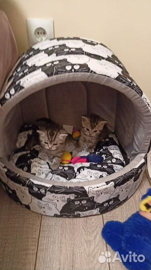 Шотландец ищет невесту