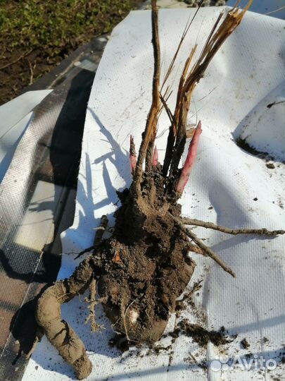 Пионы саженцы корни