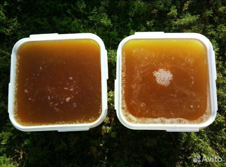 Свежий мед с Алтая оптом