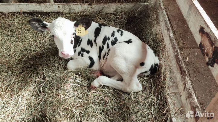 Бычки на откорм