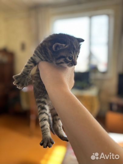 Кошки