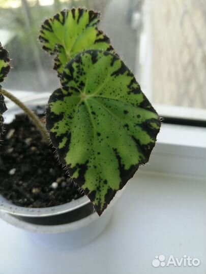 Бегония Мэнсона