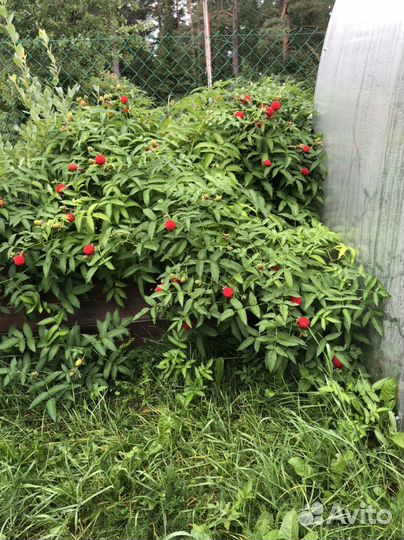 Тибетская малина саженцы