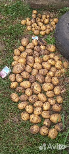 Продам картофель с доставкой