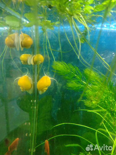 Улитка Спикси