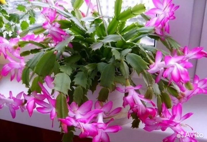 Декабрист розовый