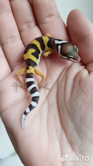 Эублефары самцы 2024 малыши