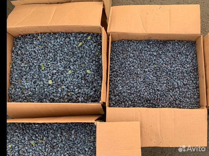 Жимолость лесная опт и в розницу