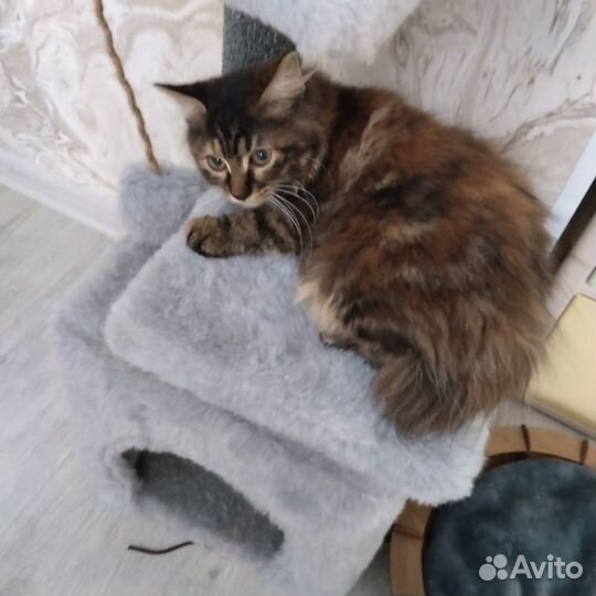Курильский Бобтейл девочка три месяца