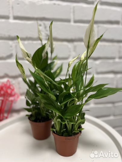 Спатифилум 36 см