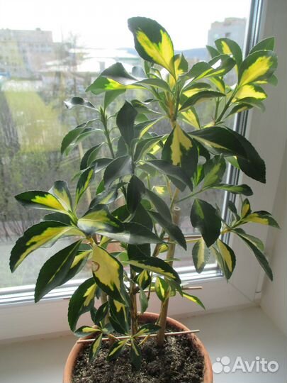 Бересклет японский