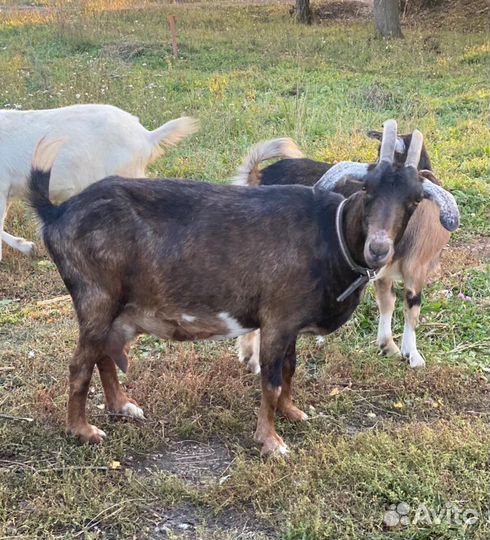 Продается коза