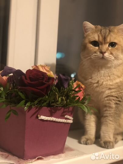 Вязка. Британец