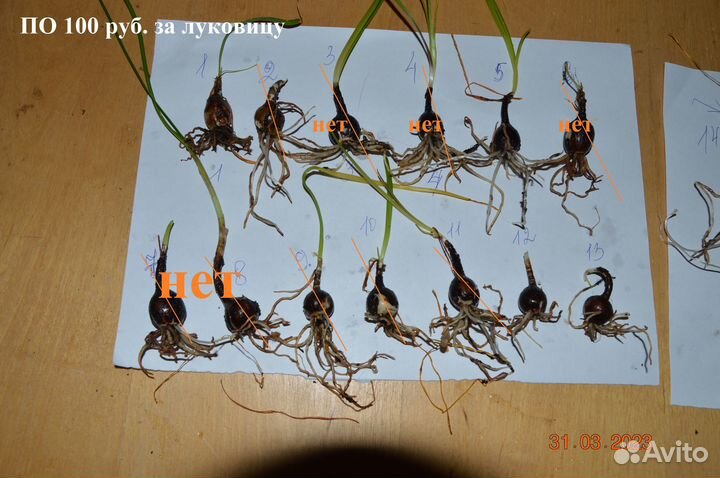 Зефирантес выскочка сортовой - ассорти