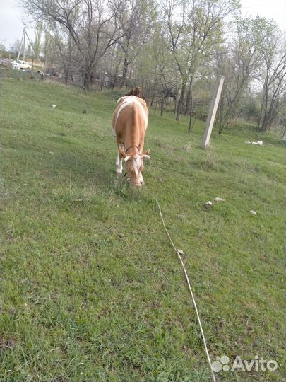 Коровы дойные молочные