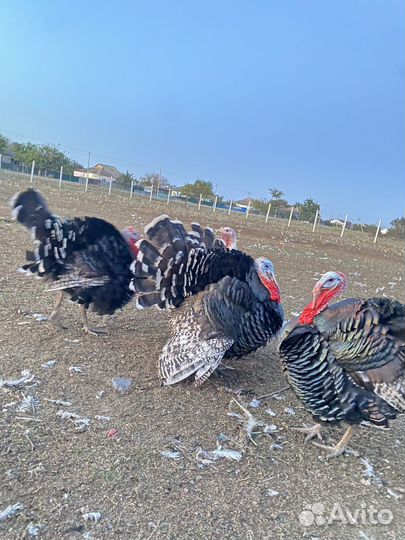 Индюшата (бройлеры)