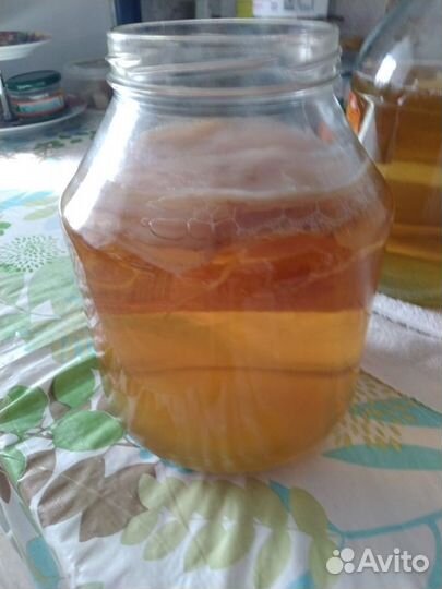 Чайный гриб