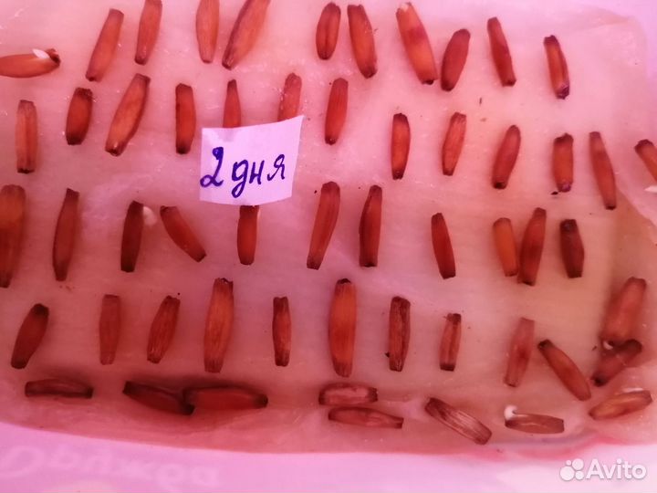 Семена Адениума, свежие