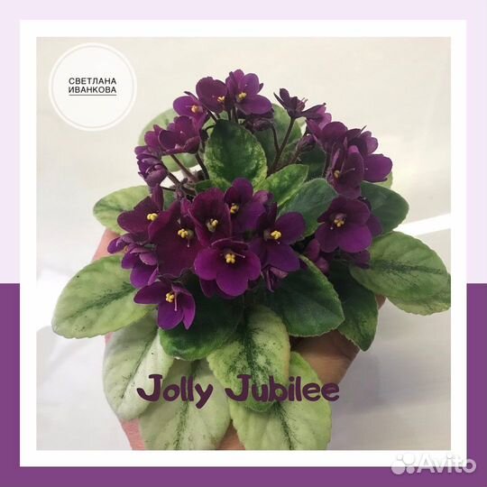 Миниатюрные фиалки лист (срез) и детки