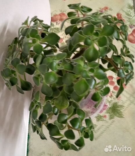 Аихризон - дерево любви бронь