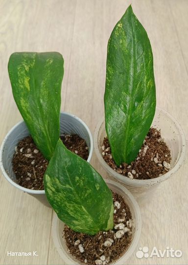 Замиокулькас вариегатный Long Leaf