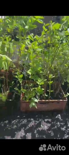 Цветы гортензия, розы, кустовые плитистые