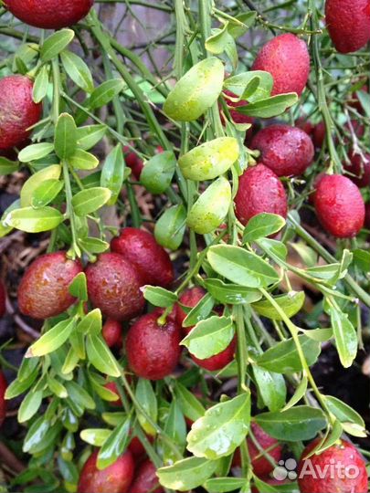 Микроцитрус австралийский 