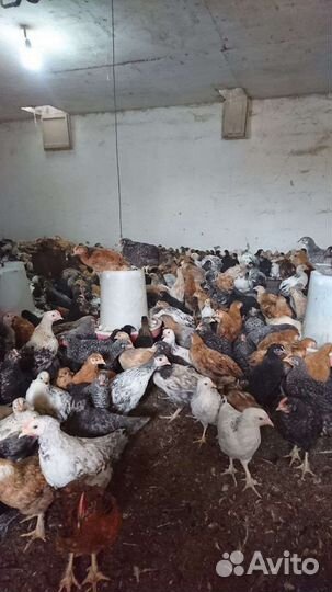 Цыплята подрощенные